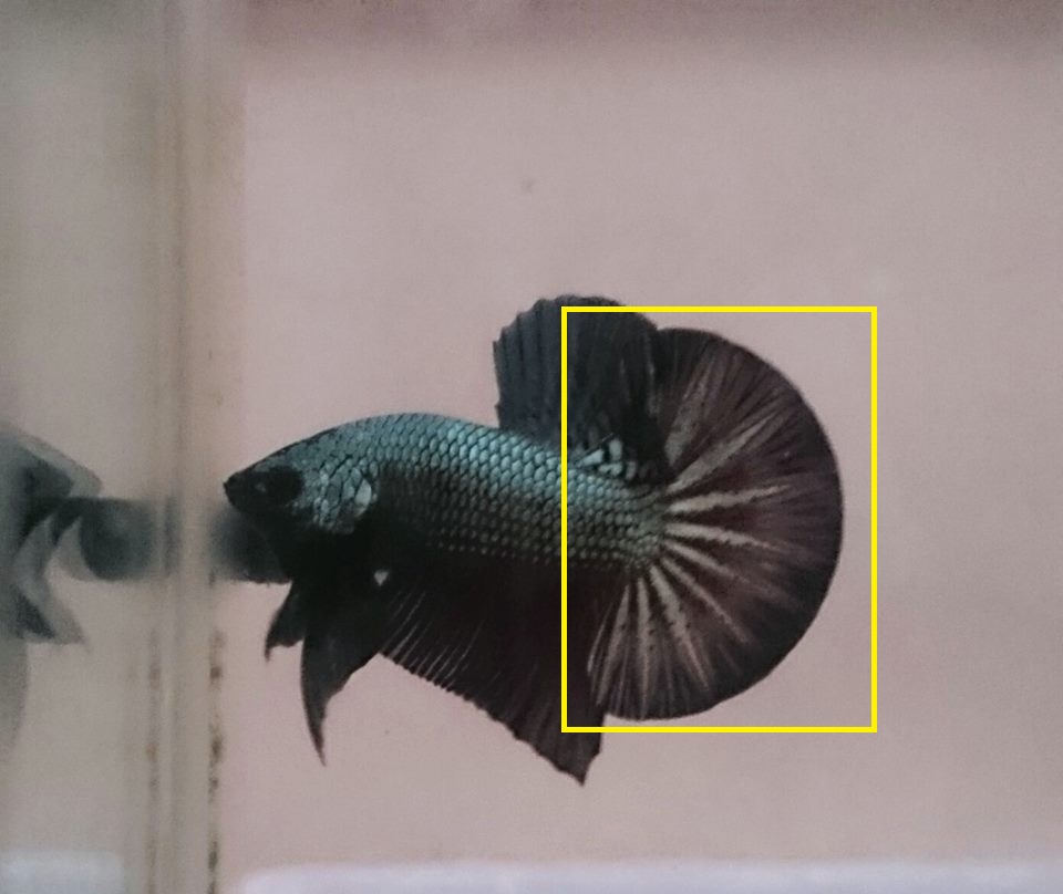 Kriteria Ikan Cupang Hias Kontes Pecinta Ikan Cupang