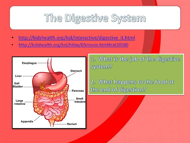 Ms Rashid: The Digestive System