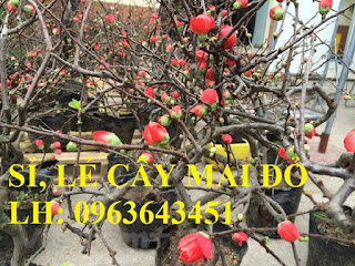 Sỉ, lẻ cây mai đỏ, cây hoa mai đỏ bán tết 2019, cây hoa mai đỏ bonsai, uy tín, giao toàn quốc Sỉ, lẻ cây mai đỏ, cây hoa mai đỏ bán tết 2019, cây hoa mai đỏ bonsai, uy tín, giao toàn quốc