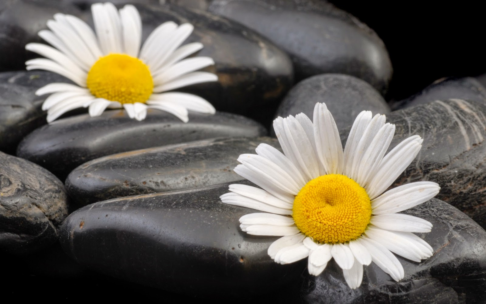 Daisy-flower-Zen-Blackstone-image-1080p-Full-HD-1920x1200.jpg Daisy-flower-Zen-Blackstone-image-1080p-Full-HD-1920x1200.jpg