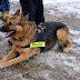 Αστυνομικοί σκύλοι νεκροί από ασφυξία!