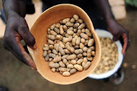 Pic of groundnuts and peanuts home grown