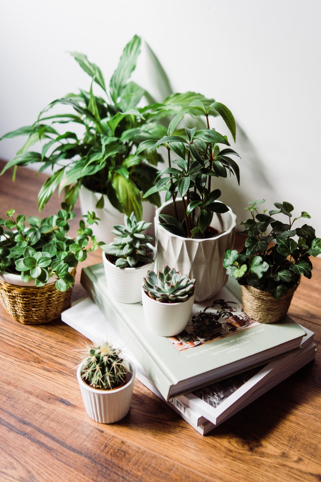 Beginner's-guide-to-houseplants-Barely-There-Beauty-blog-lifestyle-photography