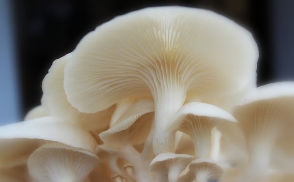 Ciri-Ciri dan Pengelompokan Jamur/Fungi Serta Peranan dan Fungsi Bagi Manusia Ciri-Ciri dan Pengelompokan Jamur/Fungi Serta Peranan dan Fungsi Bagi Manusia