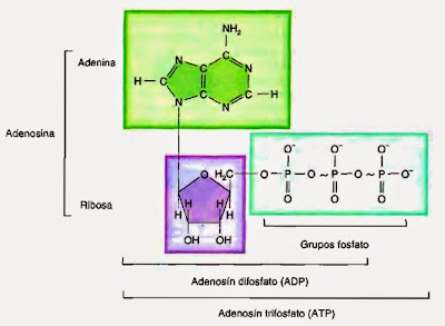 Adenosín trifosfato (ATP) Adenosín trifosfato (ATP)