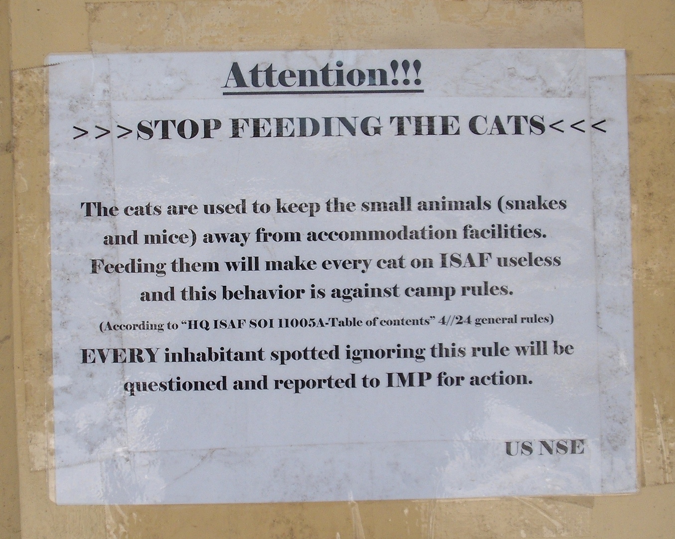 Chris In Afghanistan 012512 Don t Feed The Cats chris-in-afghanistan-012512-don-t-feed-the-cats