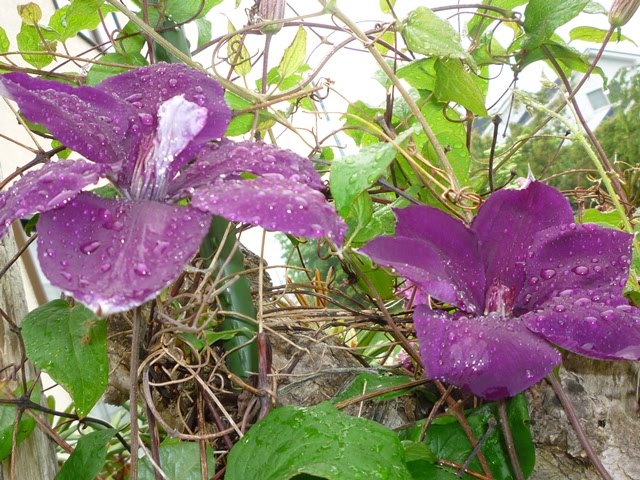 紫のクレマチス