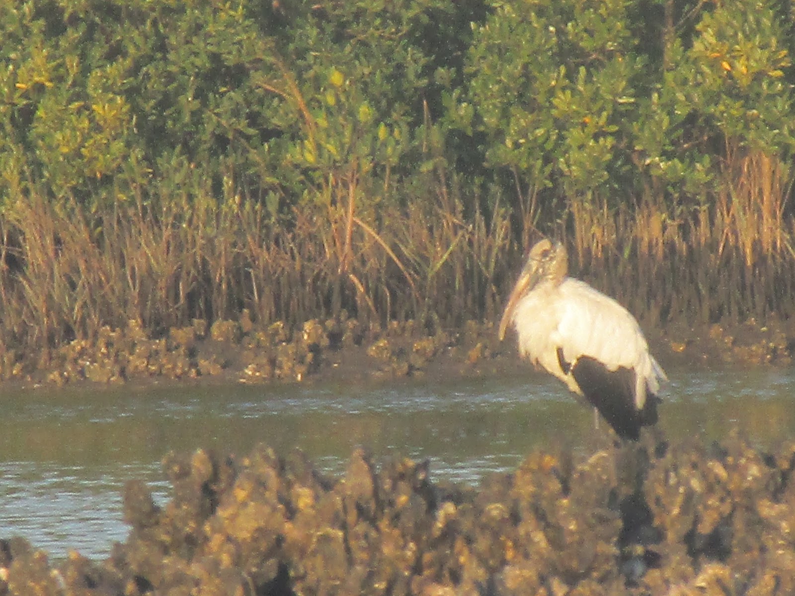 Dave's Yak Tales Cedar Key Christmas Eve