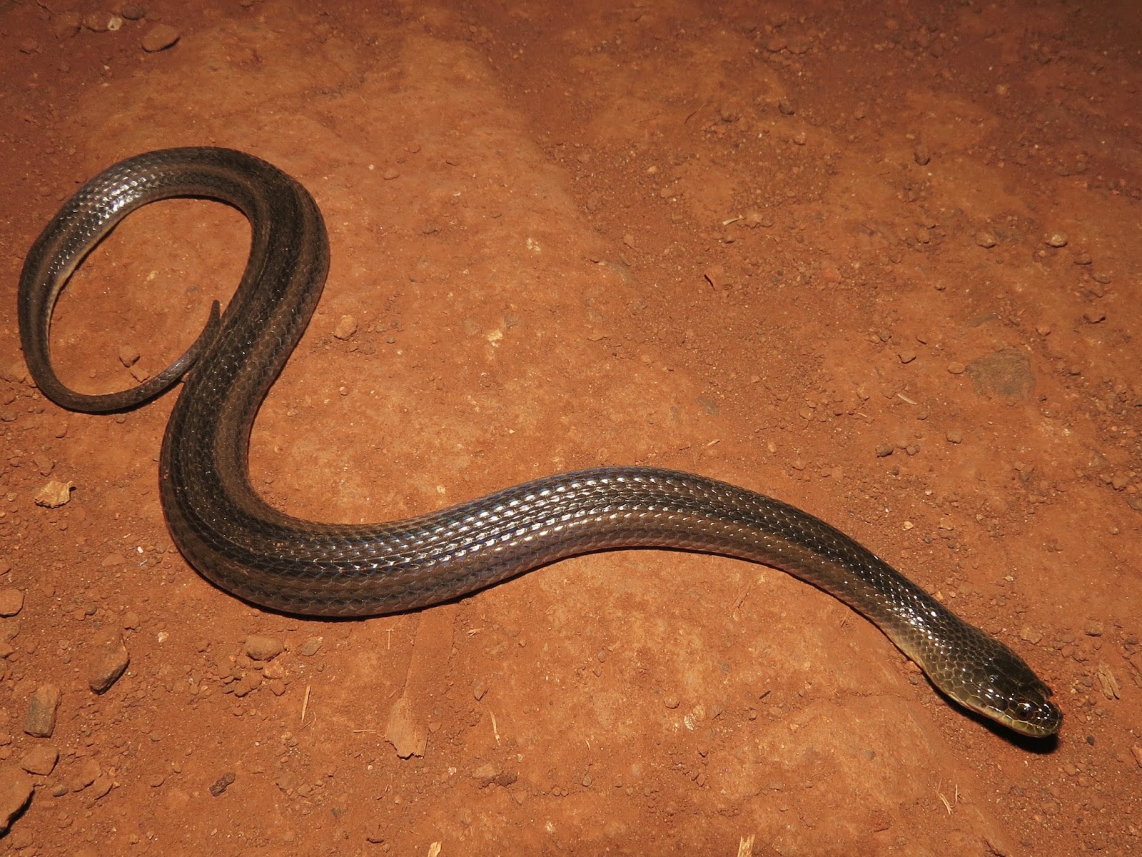 Herpetolife (Inicio): Helicops modestus Günther, 1861