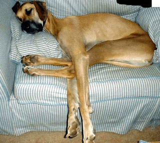 perro durmiendo - perro enfermo - perro acostado - perro con las patas entre las piernas - perro flaco - perro café - perro sin dueño, perro con sueño - perro cansado