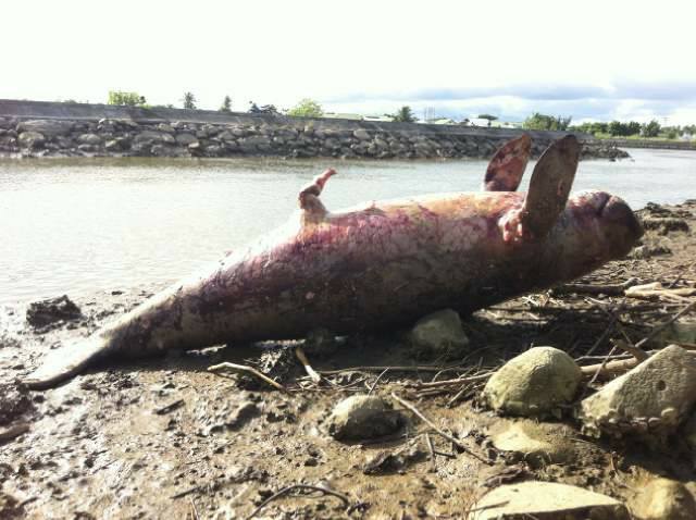 40 Gambar Ikan Dugong Info Baru