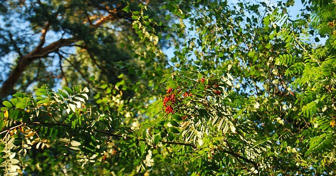 Jahreszeitenbriefe Mein Freund Der Baum Eberesche Mit Himmel