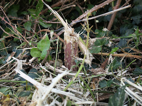 Broken brambles and alexanders with fallen and still growing ivy after council mowing.