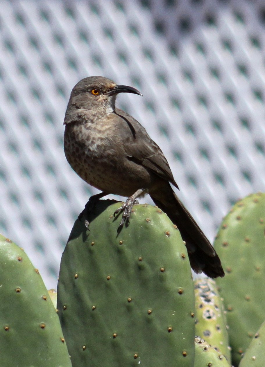 Still Life With Birder: Curve-billed Thrasher