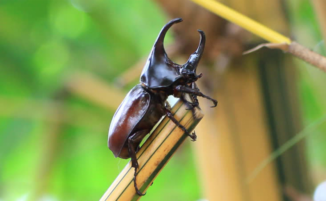 Kumbang Badak