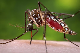 Diferencias entre dengue, chikungunya y zika