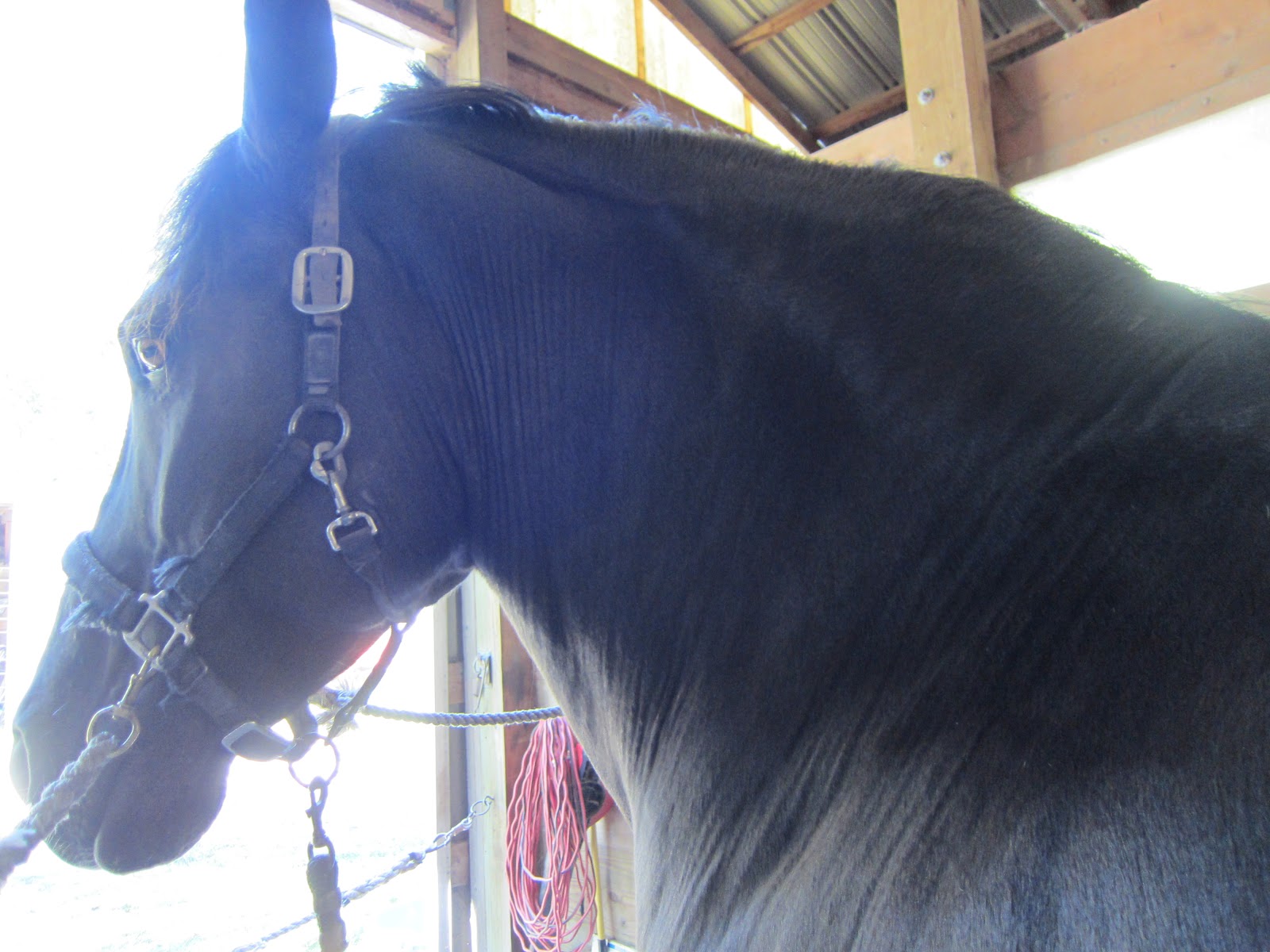 Memoirs of a Horse Girl: Riding a Big Horse