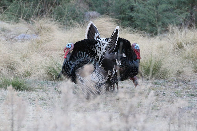 Goulds%2BTurkey%2BHunting%2Bwith%2BAuction%2BTag%2Bin%2BArizona%2Bwith%2BJay%2BScott%2BOutdoors%2Bof%2BColburn%2Band%2BScott%2BOutfitters%2B27.JPG