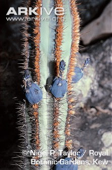 cactus Cipocereus laniflorus