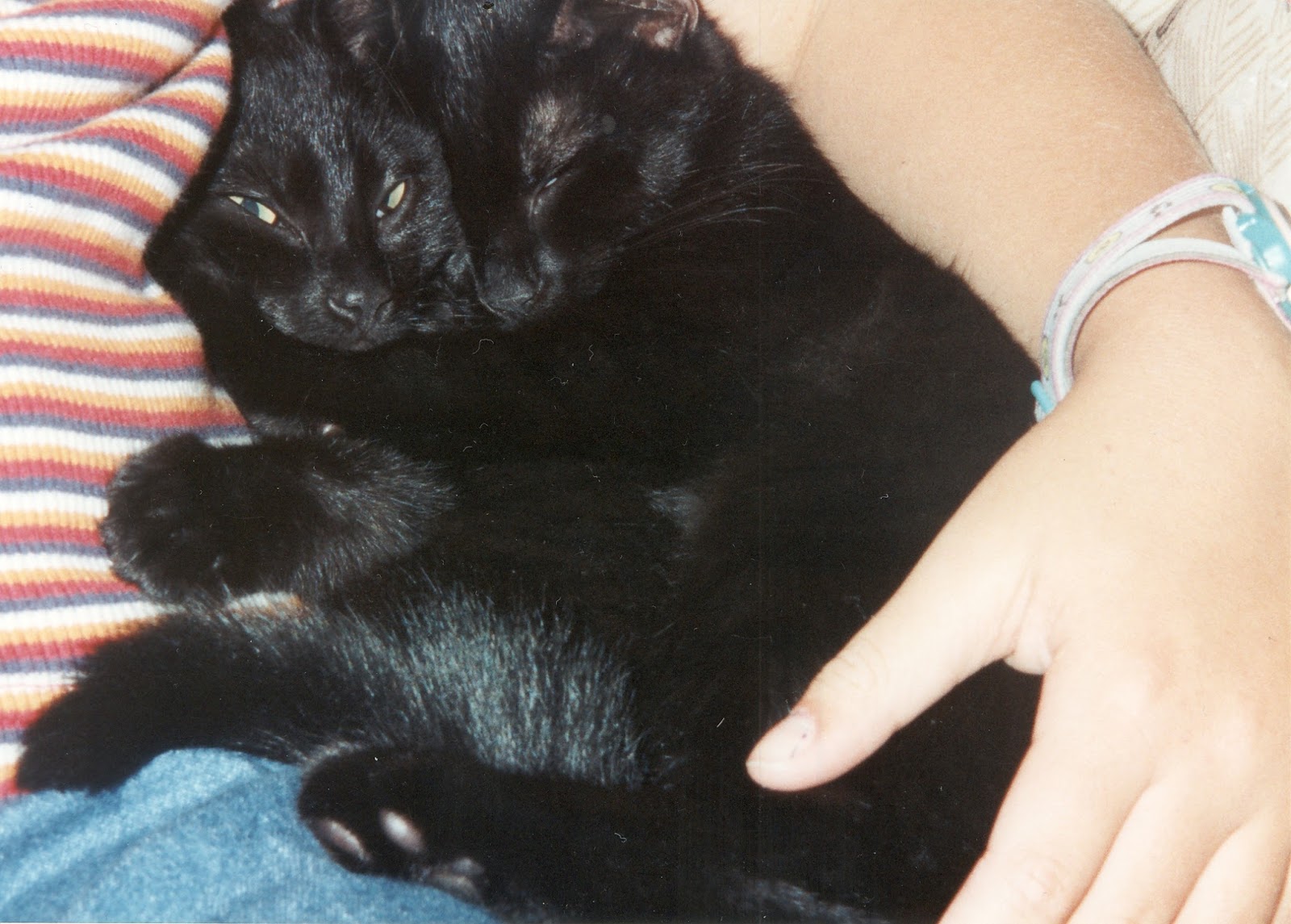 Happy 19th Birthday Mandy!, Katie Kirk Loves, UK Blogger, Lifestyle Blogger, Cat Lovers, Black Cat, I love my cat,