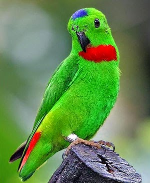 Foto Burung Srindit Kalimantan Terbaik