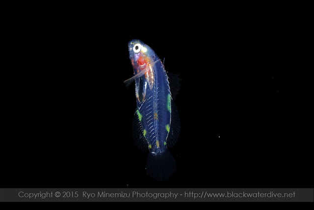 イソギンポ科(Blenniidae)の稚魚