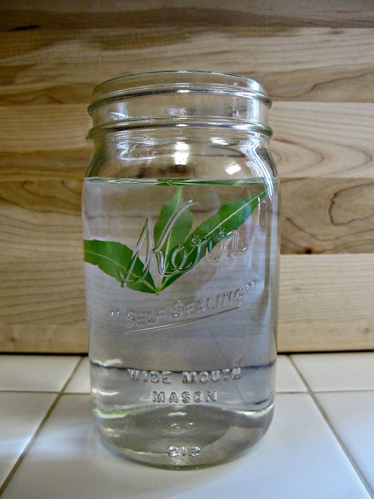 createbellacreate Science Experiment Plants & Photosynthesis