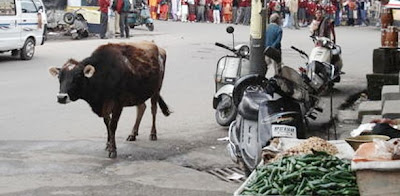 christmas cow attack onitsha