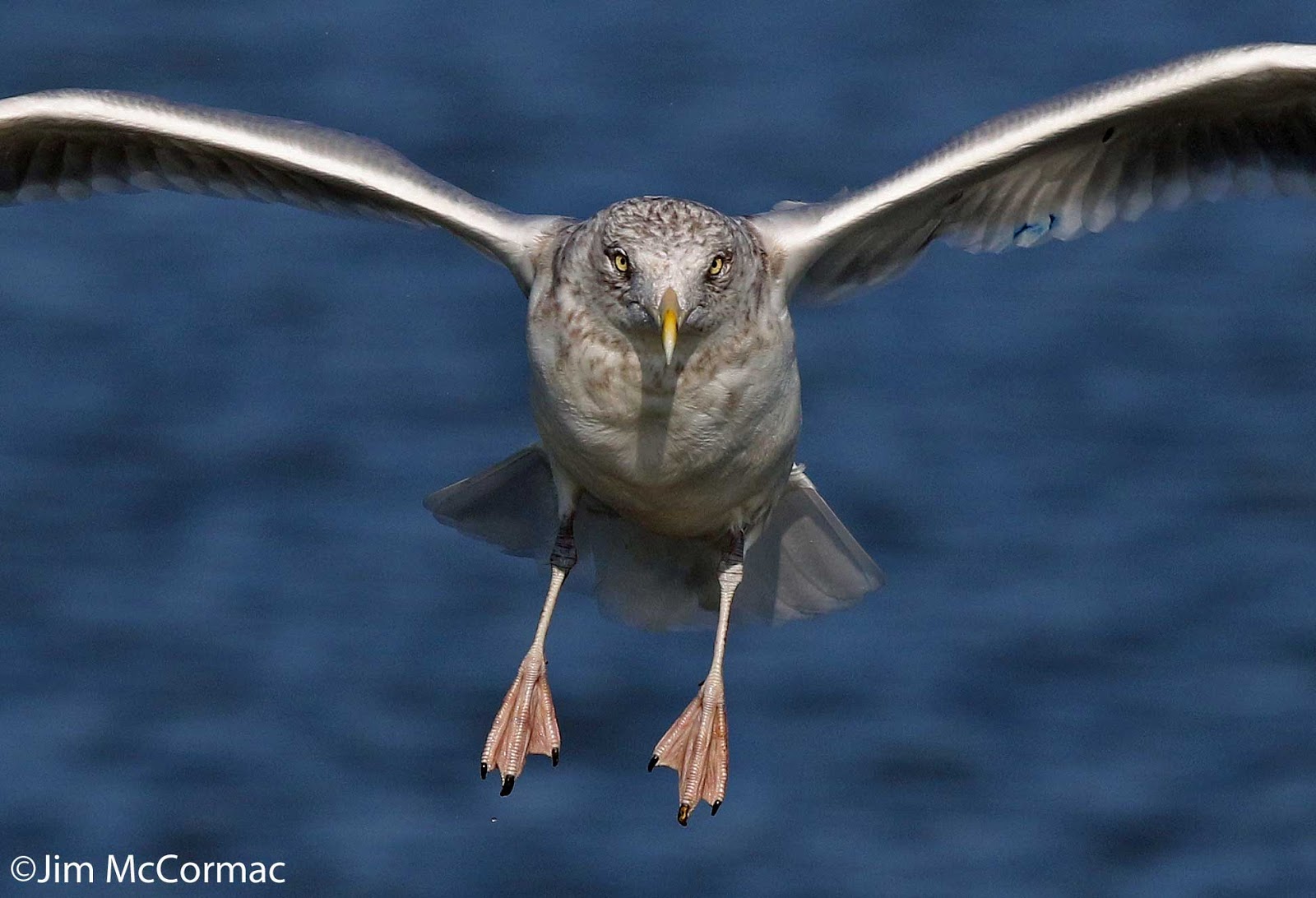 Ohio Birds and Biodiversity Gulls, doing interesting things