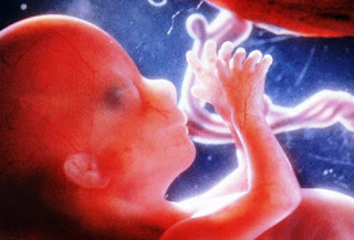 16 सप्ताह में गर्भाशय में मानव भ्रूण 16 सप्ताह में गर्भाशय में मानव भ्रूण