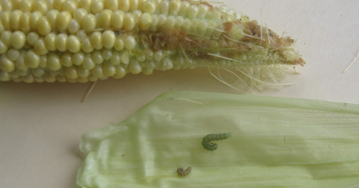 Garden Guy Hawaii The Corn Earworm