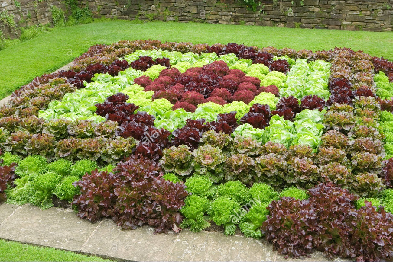 Too Many Tomatoes Bedding Plants