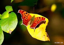 Question Mark Butterfly