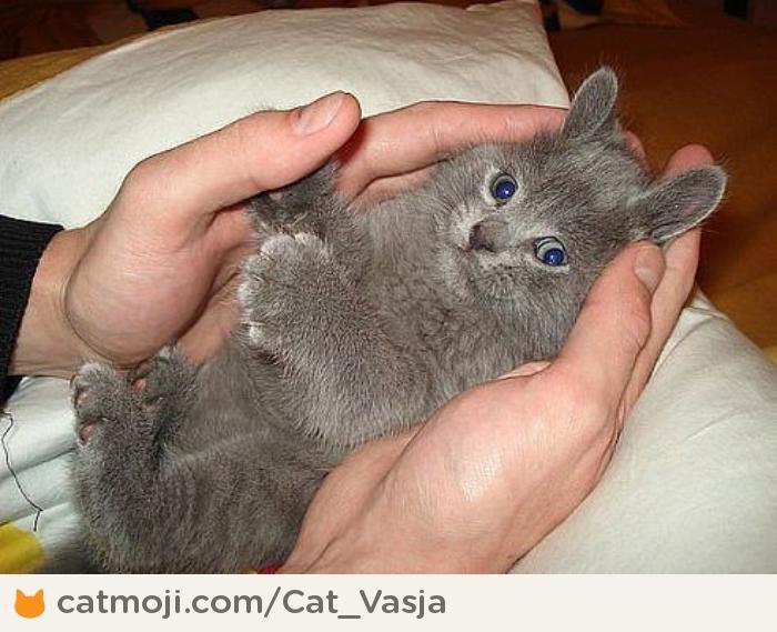 True Book Addict...Books, Cats, and More: Cat Thursday--Rabbit Cat, or ...