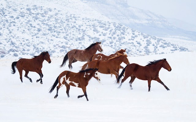 Brown horses running through the snow