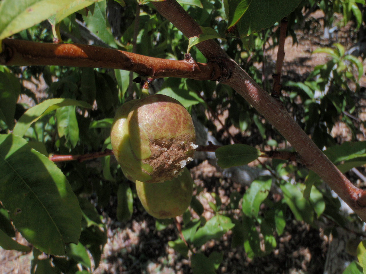 Xtremehorticulture of the Desert Some Scarring of Apricot Probably Not