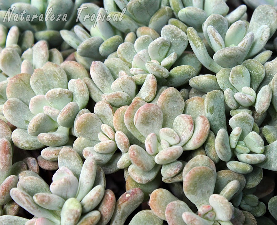 La planta suculenta conocida como Pachifito o Pachifitum, Pachyphytum bracteosum