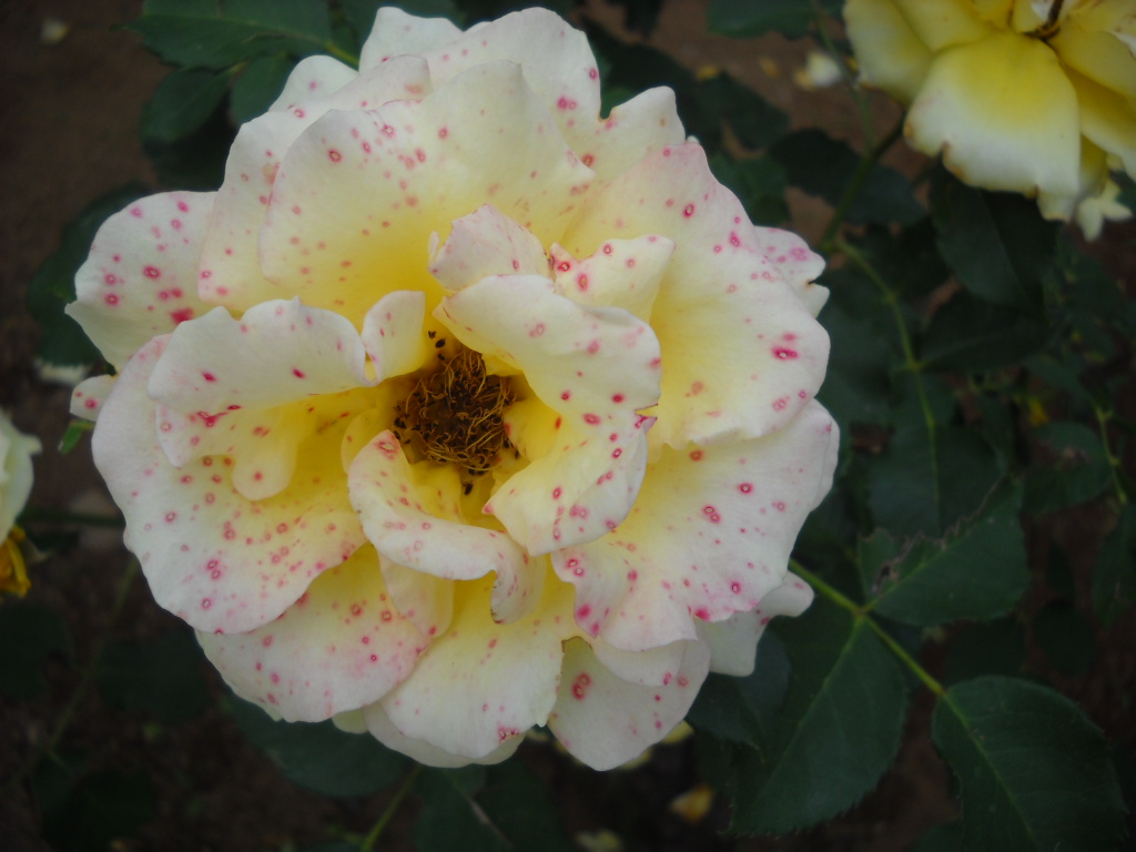 Daily Glimpses of Japan Japanese Roses, Flower Fantasia Park, Noda