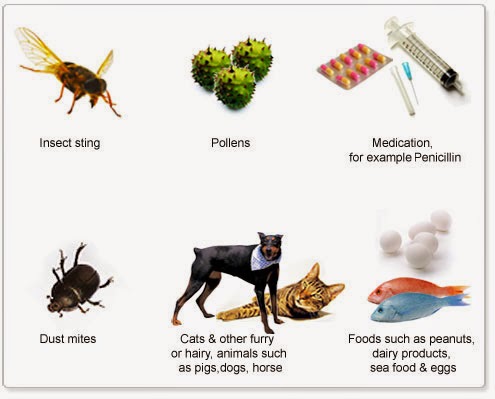 Снижение количества аллергенов в шерсти. Аллергены домашних животных. Внешние аллергены.