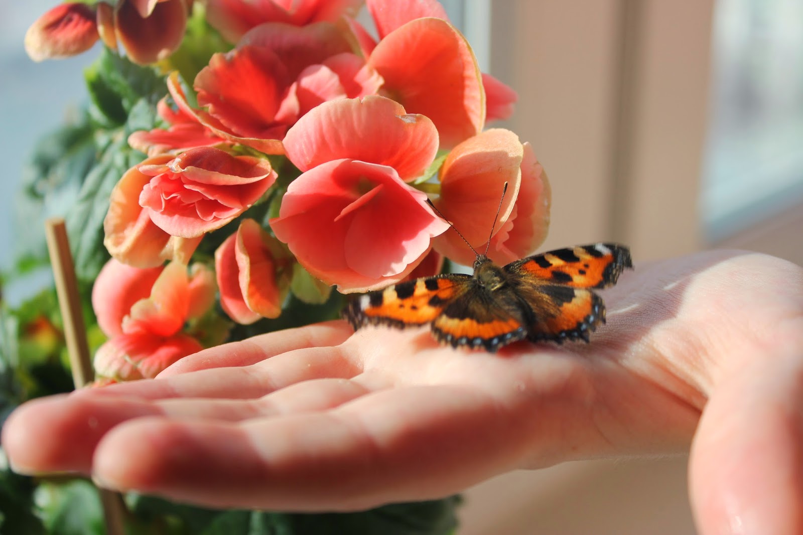 Бабочки в домашних условиях зимой