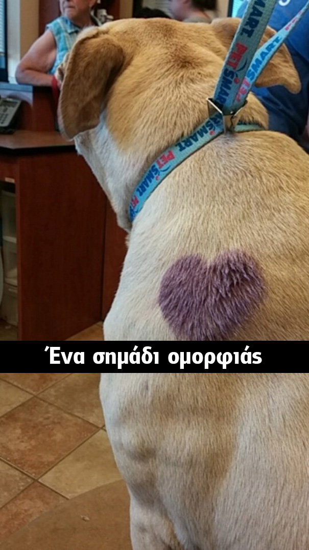 Οι τελευταίες στιγμές μίας γέρικης σκυλίτσας. Οι φωτογραφίες που συγκλόνισαν το διαδίκτυο! σκυλίτσα γέρικη σκυλίτσα