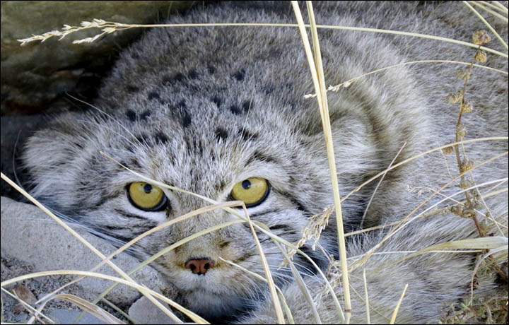 Gatto Di Pallas Archivi Fabio Modesti