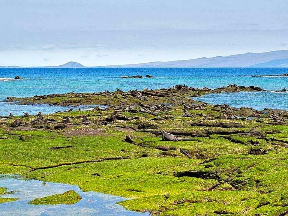 http://www.funmag.org/pictures-mag/around-the-world/galapagos-island-45-photos/