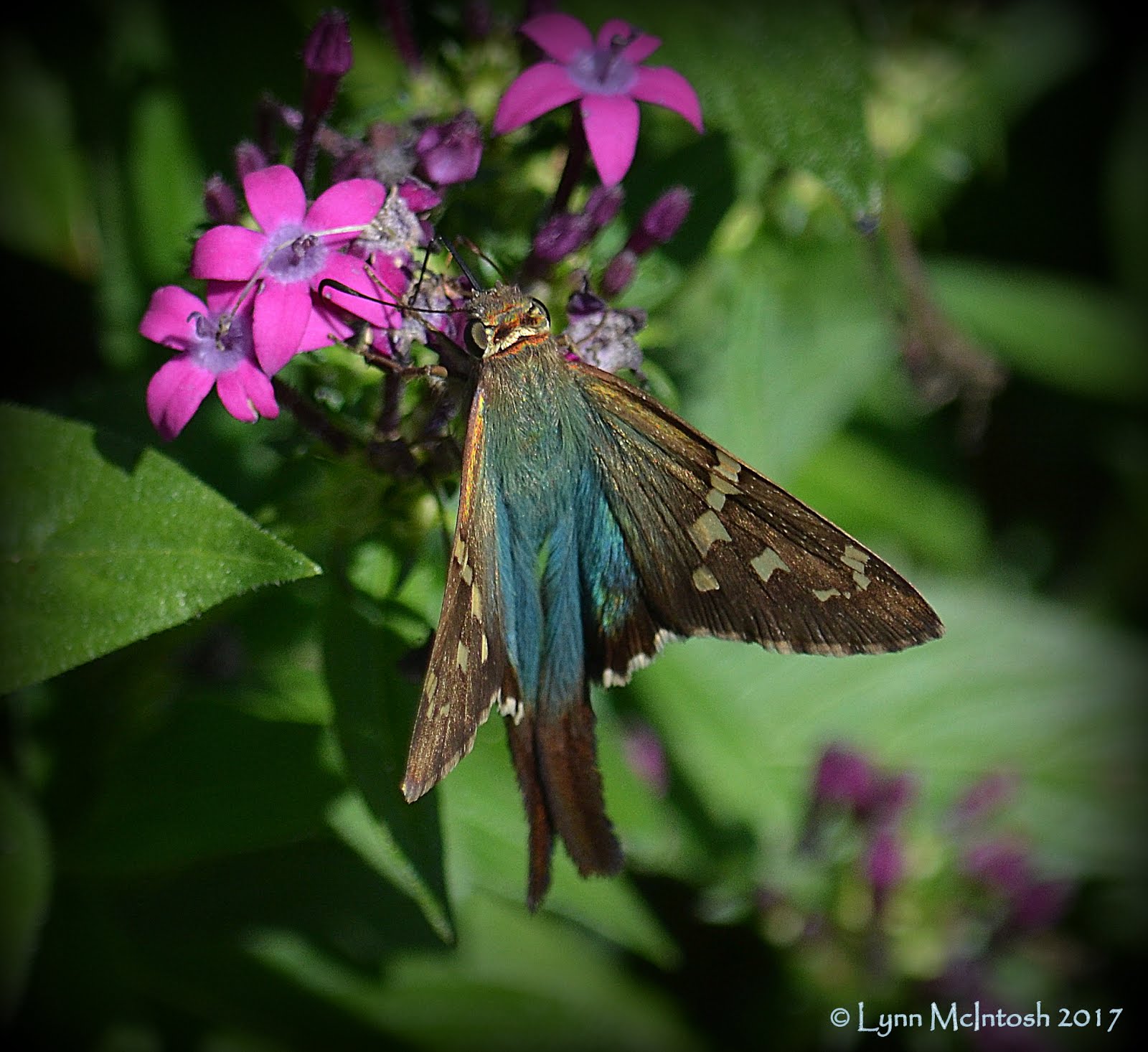 Long-tailed Skipper