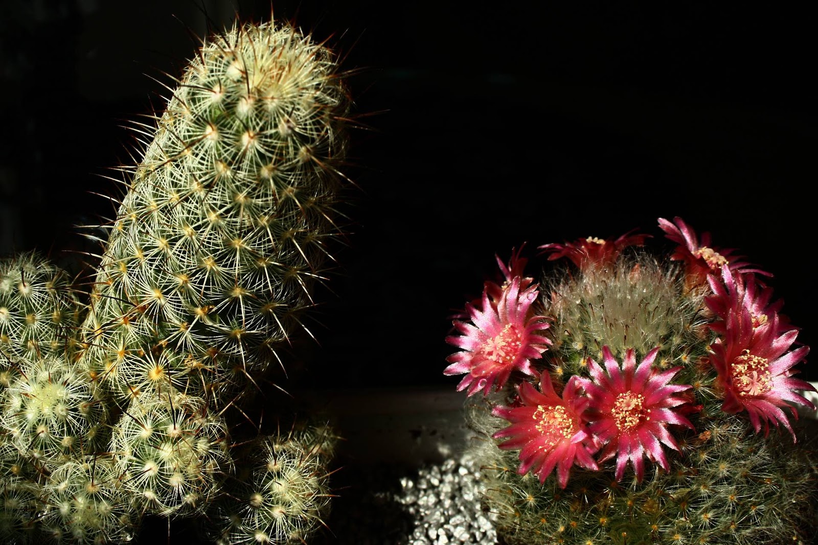48 Cactus Wallpapers Magone 16