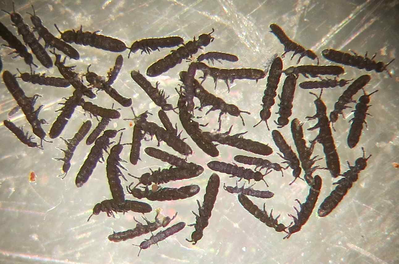 Polar Soils Blog Animals Under Our Feet