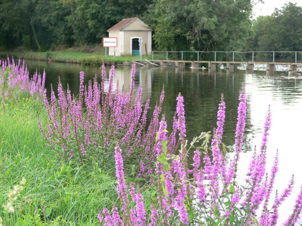 salicaire au bord du canal