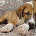 Ηγουμενίτσα:Ο Γιάννης Γόγολος σχετικά με την περισυλλογή ..και την εξαφάνιση 3 αδέσποτων σκύλων ....