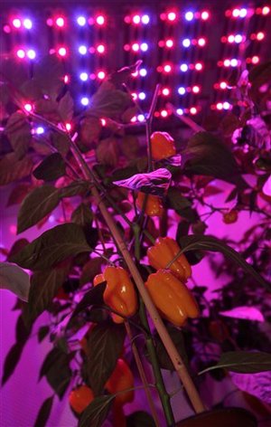 6_Netherlands_Sunless_Farming_.sff_custom.jpg