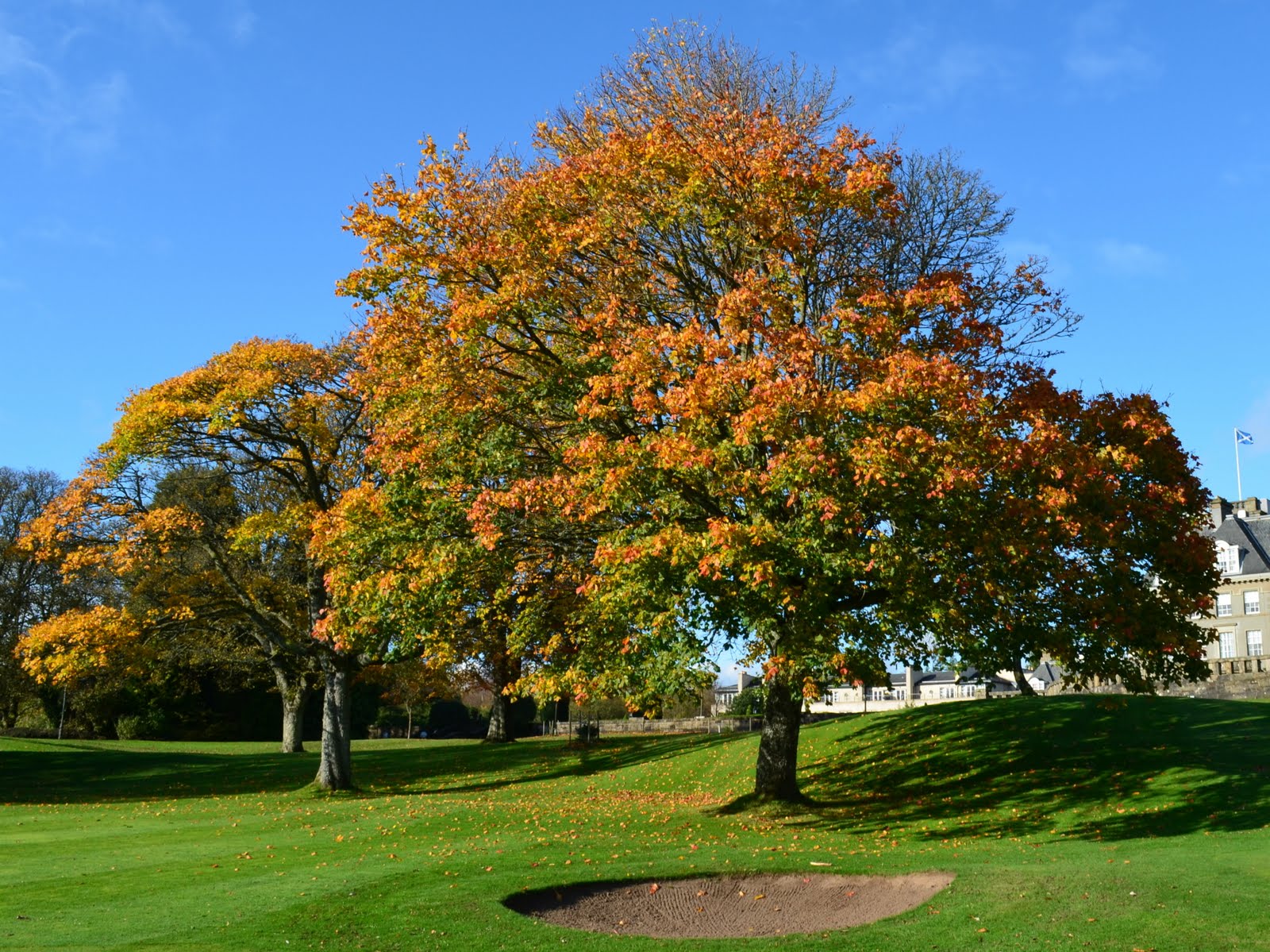 Tour Scotland Tour Scotland Photographs Autumn Trees Gleneagles